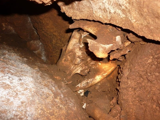 Kangurunun kafatasının ilk kez mağarada görülmesi. 